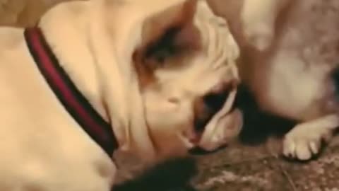CAT VS DOG FIGHT