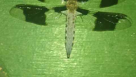 DRAGONFLY LANDS ON MY HAND!!