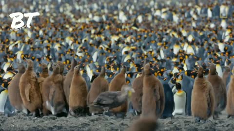 12 Million penguin Family's