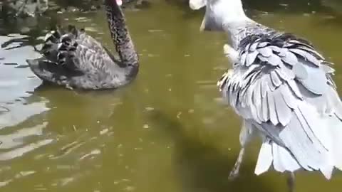 tandoff between a black swan and shoebill stork