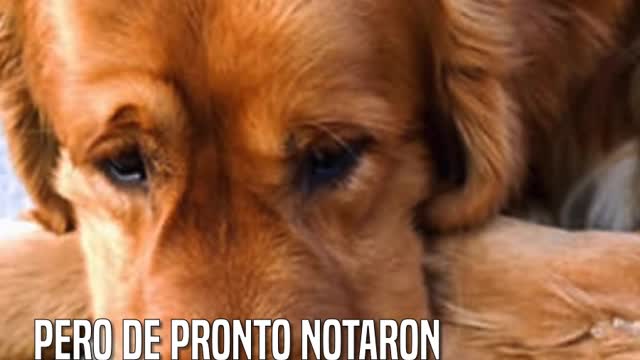 Su perro no dormía por las noches, al descubrir la razón no pudieron contener las lágrimas