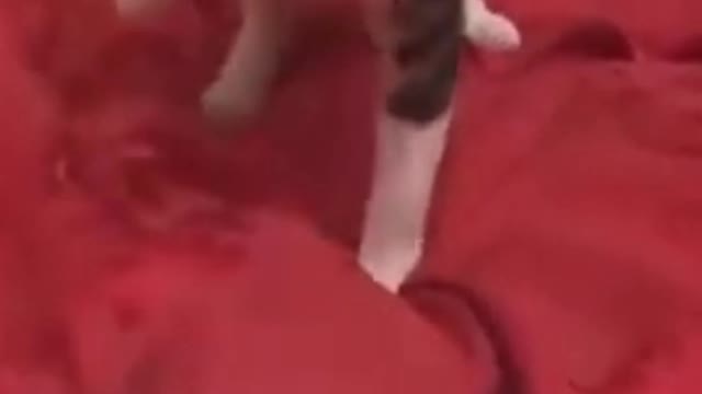 Cute Kitty Punching a Hair Dryer