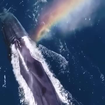 whale shots rainbow from his blowhole