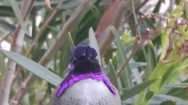 Purple hummimng bird