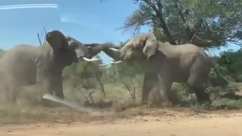 Two Elephant Bulls fights