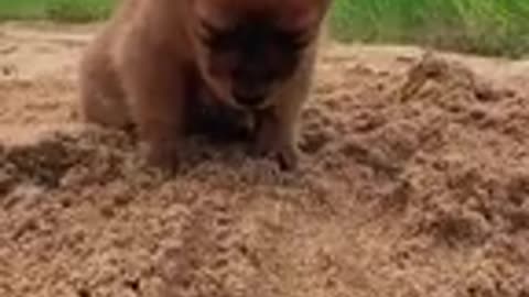 😺🐾😽 Cute Puppies and Kittens 🐶 🐷 🐶