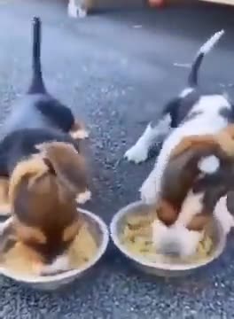 Little puppies eat greedily. They don't even realize when their ears are caught