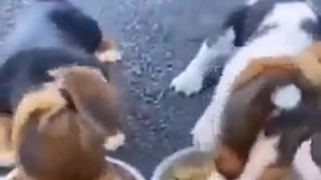 Little puppies eat greedily. They don't even realize when their ears are caught