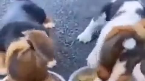 Little puppies eat greedily. They don't even realize when their ears are caught