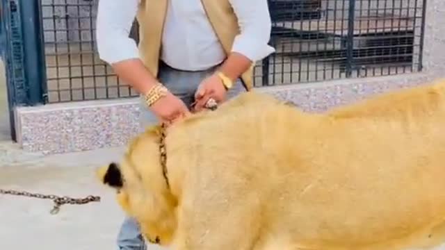 Biggest Lion video