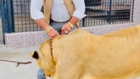 Biggest Lion video