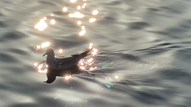 Cute Bird Swimmig in the lake .