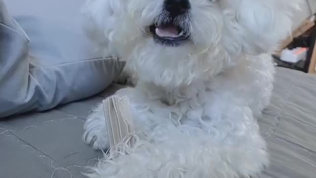 Puppy Jenny's so cute video (25)