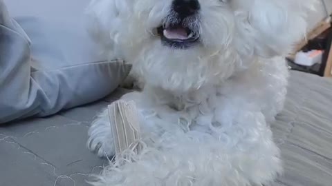 Puppy Jenny's so cute video (25)