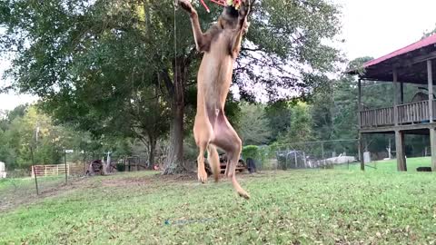 Belgian Malinois leaps for rope but misses.