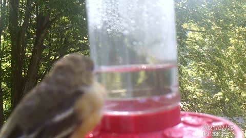 Xtreme Close Up of Hummingbird/Oriole Feeder