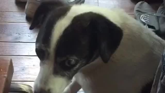 Black and white dog's paws keep sliding across wooden floor