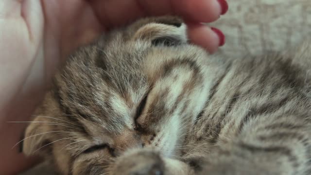 super cute kitten playing with its owner😻