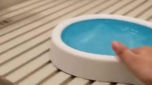 parrot doing swimming on small pool