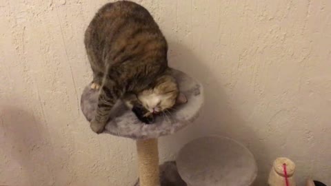 Cats have fun