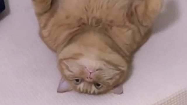 Rumble / Cats & Kittens— Funny cat videos | cute cat videos | cute animals | funny cats