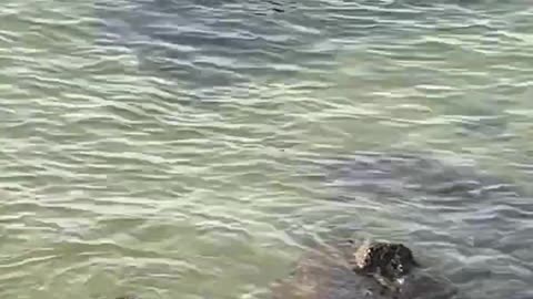 dolphins hunting