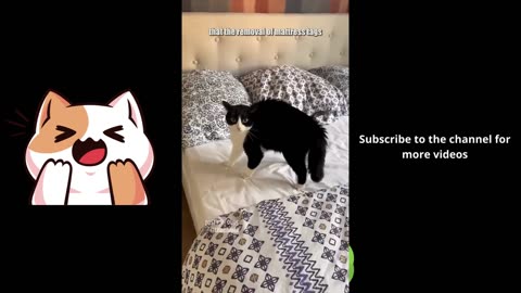 paw enforcement 🎥 @lilochipie #shorts #animalvoiceover #funny @funnydubsofficial 👈🏼
