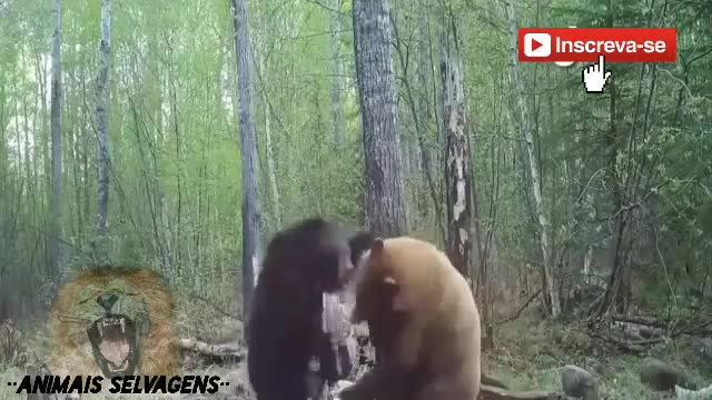 LION VS BUFALO