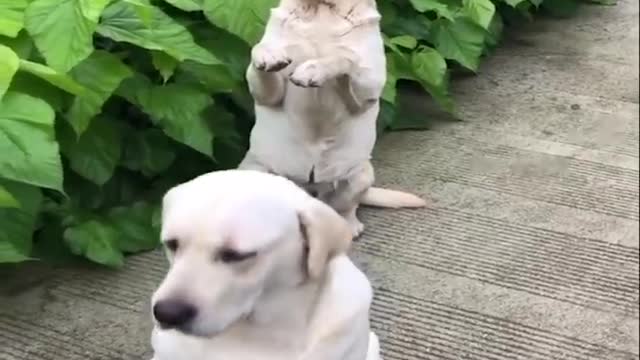 Cutest Labrador Puppies