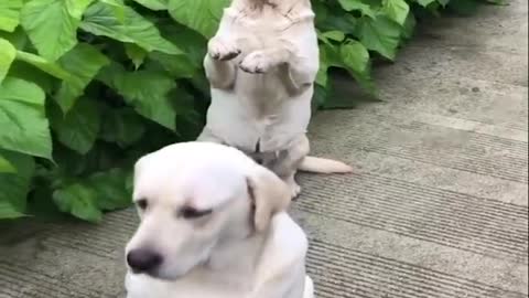 Cutest Labrador Puppies