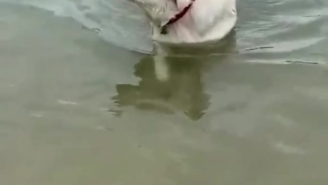 Puppy sits on her mother's back and crosses the river