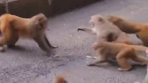 Popular videos(amazing video) 2021