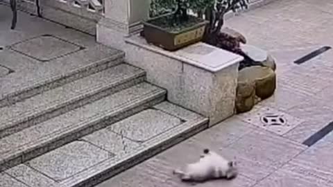 The dog fell down and the cat saw it. The dog was very angry