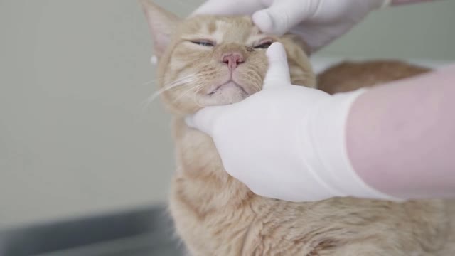 Close up of doctor examining eyes of cute obedient ginger cat