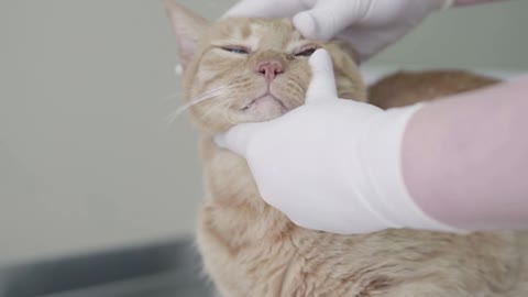 Close up of doctor examining eyes of cute obedient ginger cat