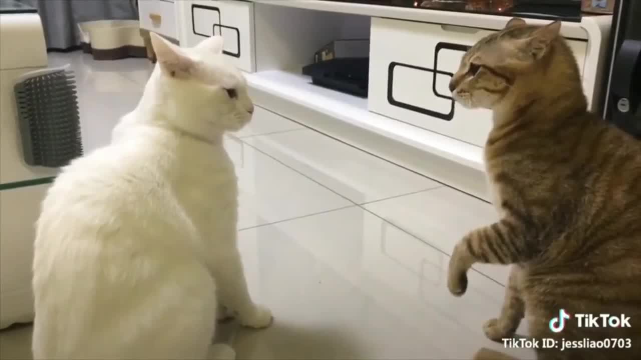 Cat talking !! These CAT can speak better than human