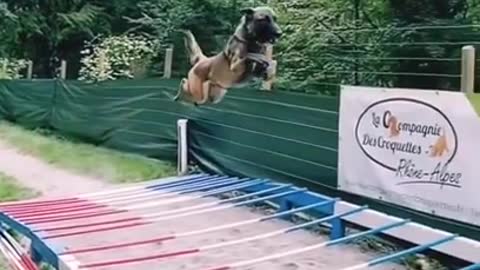 Dog long jump.