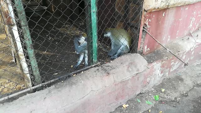 Feeding Grivet Monkeys Inside Cell