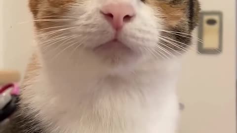 Cute Cats & Funny Cats 😍😍😅😅