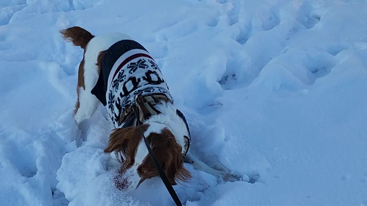 Some weekend snow playtime 6 of 6