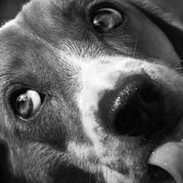 Dogs #shorts funny cats dogs and cats