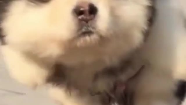Funny Baby Alaskan Malamute Swims in Air - Funny Puppy Dog #Shorts
