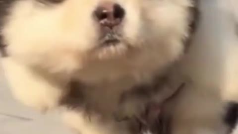 Funny Baby Alaskan Malamute Swims in Air - Funny Puppy Dog #Shorts