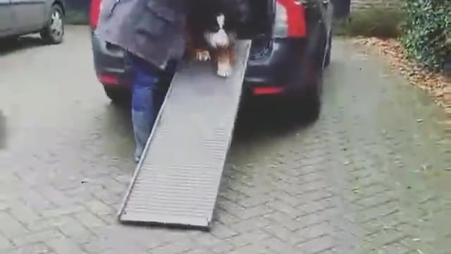 These dogs are just alike