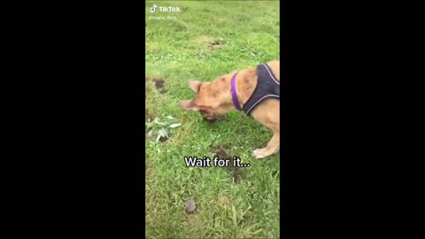 Clever Dog Videos 2021 It's an ideal opportunity to LAUGH with Dog's life