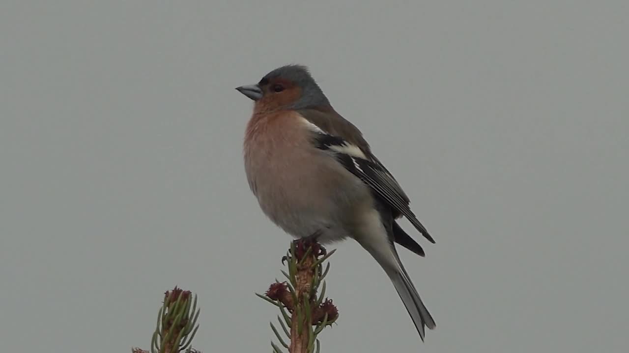 Thunderstorm birds chirp