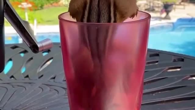 chipmunk