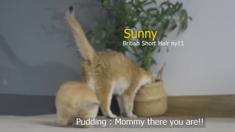 Tiny Kitten Pudding is crying to find mother cat(1080P_HD)