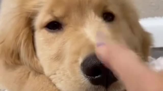 Very cute dog expression in camera