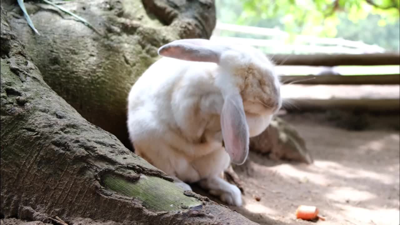 Cutey bunny